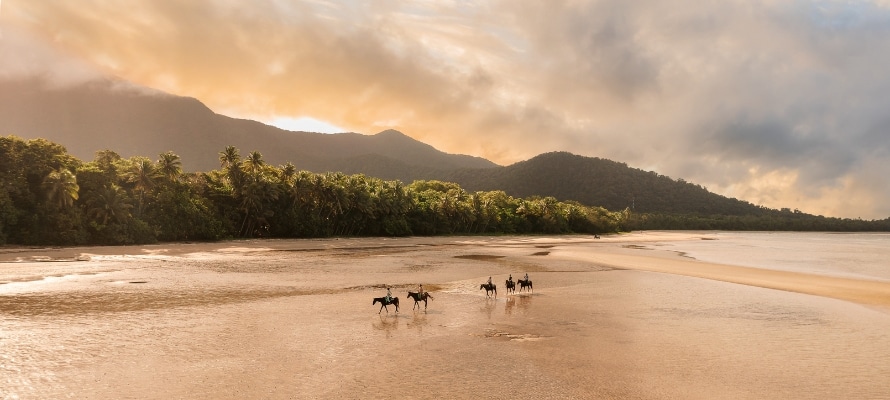 daintree rainforest