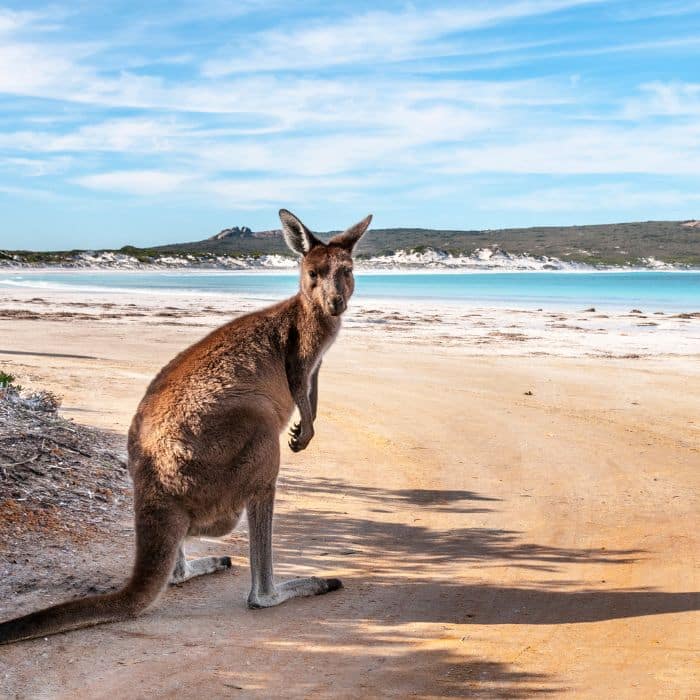Travel Guides & Tips image