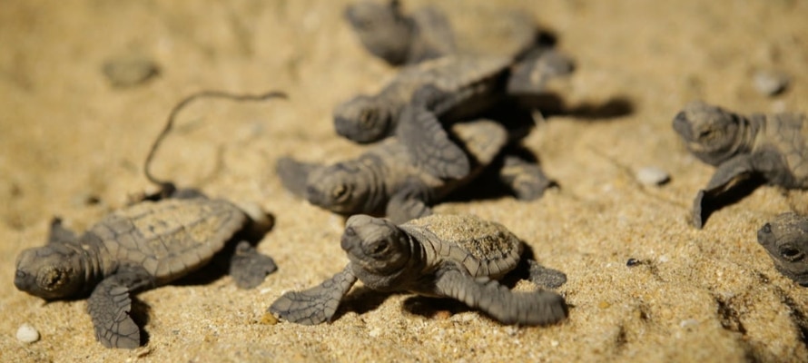 Baby turtles hatching