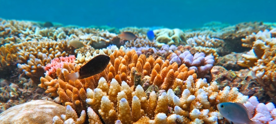 Great Barrier Reef