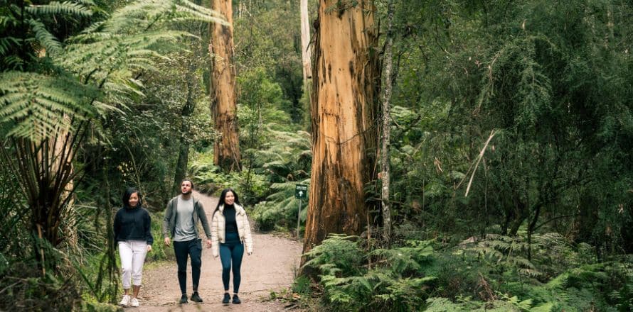 Dandenong Ranges National Park