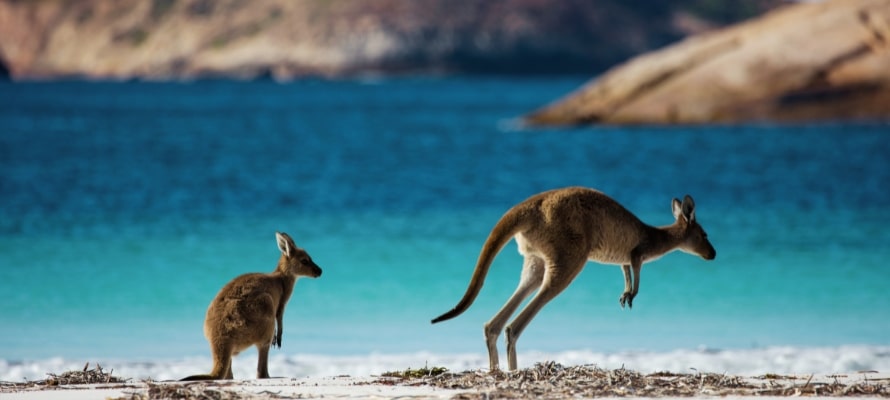 Kangaroos at Lucky Bay