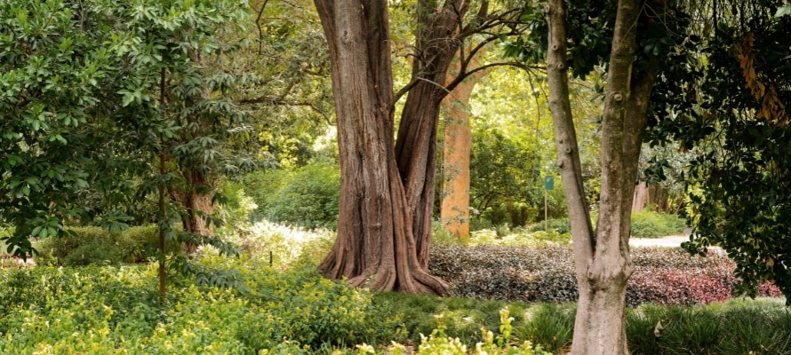 Adelaide Botanic Garden