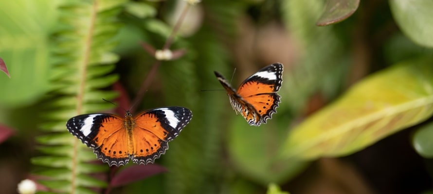 Coffs Harbour Butterfly House